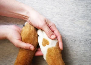 Pet end-of-life decision support